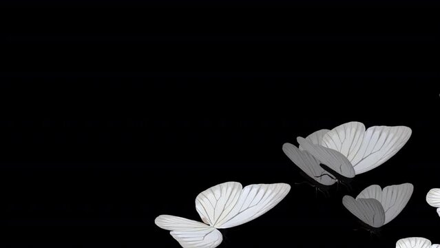 White Butterflies - Swarm of 12 Flying Over Screen - Realistic 3D animation with alpha channel isolated on transparent background