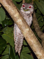 Papuan Frogmouth in Queensland Australia