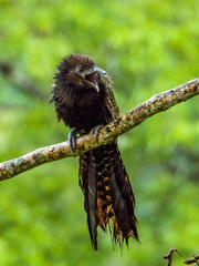 Pheasant Coucal in Queensland Australia