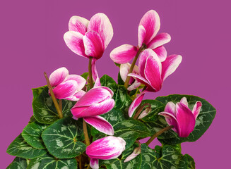 Obraz premium Cyclamen with pink flowers on a pink background