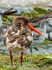 Pied Oystercatcher in Queensland Australia
