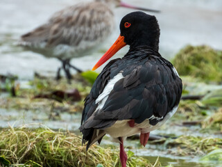 Pied Oystercatcher in Queensland Australia