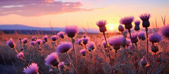 Cirsium arvense blooms in soft-focus sunset lighting after flowering. - obrazy, fototapety, plakaty