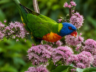 Rainbow Lorikeet in Queensland Australia
