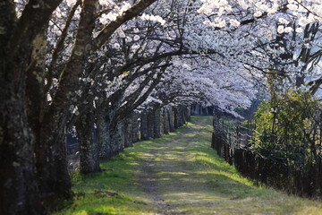 Fototapeta premium 桜のトンネルが続く道