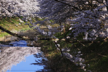 Obraz na płótnie Canvas 水面に映る桜