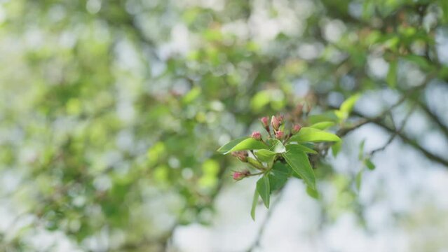 Slow motion blooming apple tree closeup in late spring
