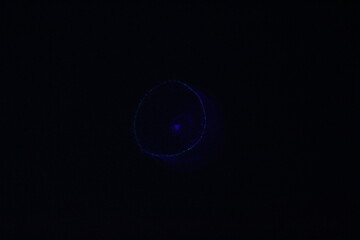 水に浮かぶクラゲ