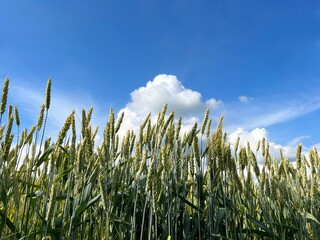 Wheat spikelets in field against sky.