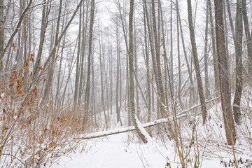 Fototapeta premium Winter snowy forest with fallen old trees under the weight of wet snow in misty snowy forest