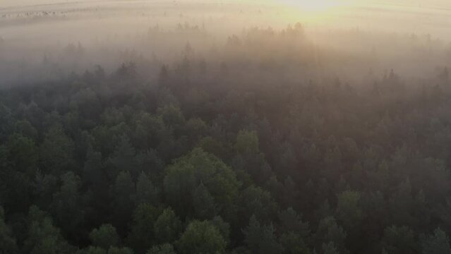 A cinematic aerial shot of a glorious morning with golden rays of light from the low rising sun casting long shadows of the treetops in the thick fog that covers the forest. Nr.2