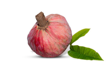 Ripe Annona reticulta or wild sweetsop, custard apple fruit, Rare medicinal fruit ramphal