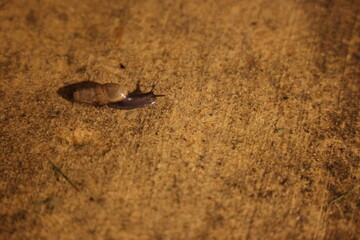 The Snail on Sidewalk