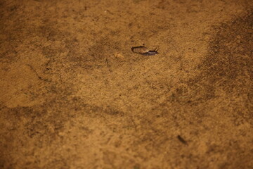 Snail on Sidewalk, Distanced