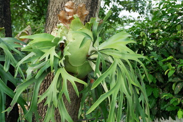 Platycerium bifurcatum C. Chr., known as deer antler fern and simbar menjangan, is a fern native to Java. © Muhammad