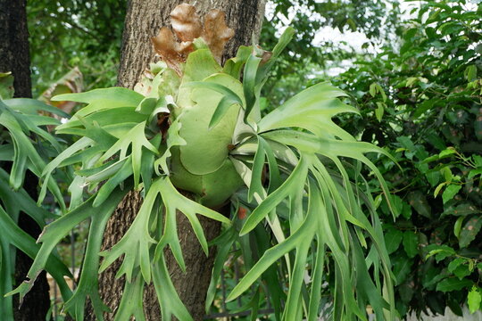 Platycerium bifurcatum C. Chr., known as deer antler fern and simbar menjangan, is a fern native to Java.