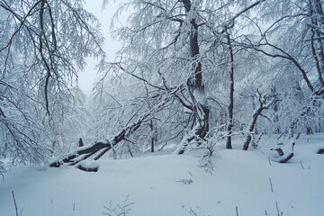 Deep snow in a forest clearing. The trees disappear into a thick, white fog. Mystical mood of the winter forest
