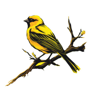 recommend clip art: Canary bird yellow on branch Isolated on a white background. png transparent
