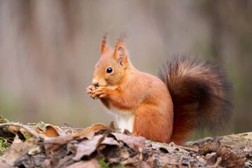 Naklejka na ściany i meble The European red squirrel (Sciurus vulgaris) is a rodent of the Sciuridae family widespread in Europe, but also in Asia.