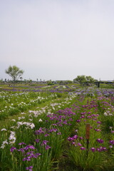 日本の千葉県にある佐原あやめパークのあやめの花