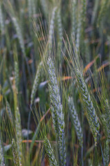 Large field with wheat, wheat field background