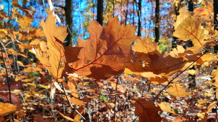 Beautiful rbrown oak leaves sway in wind in forest on sunny autumn day. Brightly shining sun and...