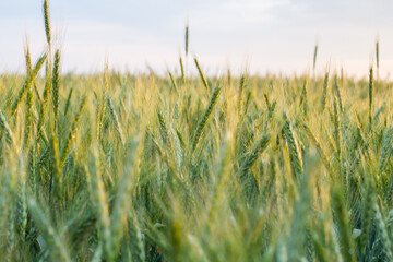 Large field with wheat, wheat field background