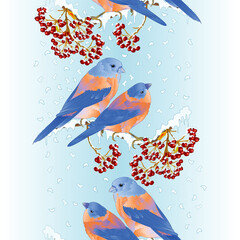 Border seamless background birds thrush small Bluebirds  songbirdons on on snowy tree rowan and berry winter background vintage vector illustration editable hand draw