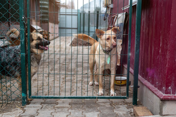 Stray dog in animal shelter waiting for adoption. Homeless dog in the shelter.