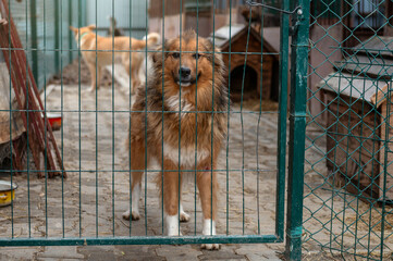 Stray dog in animal shelter waiting for adoption. Homeless dog in the shelter.
