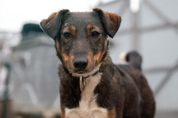 Stray dog in animal shelter waiting for adoption. Homeless dog in the shelter.