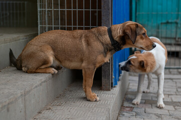 Homeless dog in the shelter. Dog waiting for adoption in animal shelter.