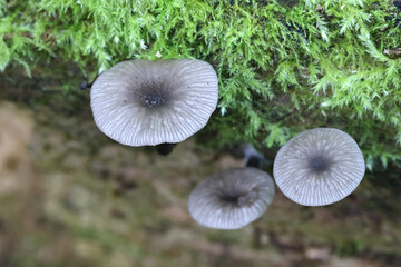 Arrhenia epichysium, small grey mushroom growing on spruce log in Finland, no common English name