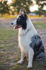 border collie dog