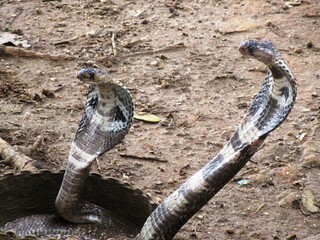 Schlangenbeschwörung in Ella auf Sri Lanka