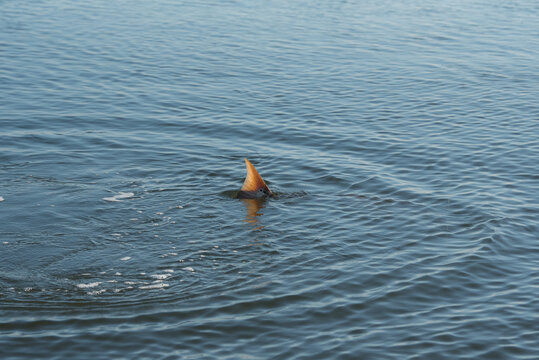 Florida redfish tailing
