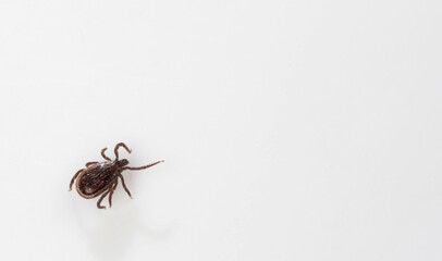 A parasitic tick isolated on a white background.