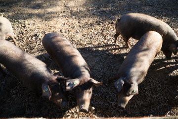 Group of Iberian pigs looking at the camera under the holm oaks in Dehesa or field. Concept of...