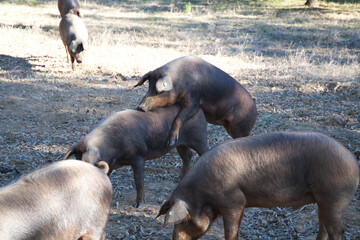 Group of Iberian pigs under holm oaks in the Dehesa or countryside. There are two mating. Iberian...