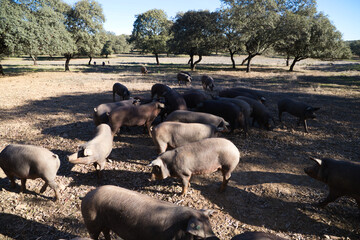 Group of Iberian pigs eating acorns under the holm oaks in the Dehesa or countryside. Concept of...