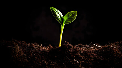 young plant growing Black background