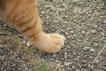野良猫の足