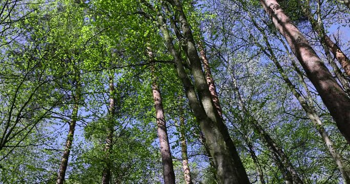trees with the first foliage in the forest in the spring season, the first foliage on trees in the spring season