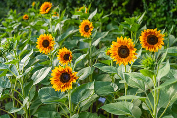 Sunflower inflorescences in fields among green foliage.