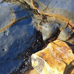 Barnacles in the cracks of rocks on the beach