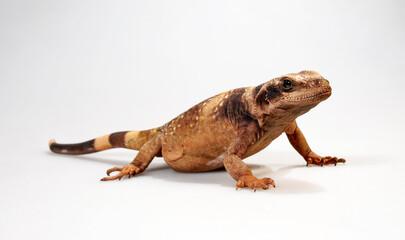 Chuckwalla // Northern Chuckwalla (Sauromalus ater)