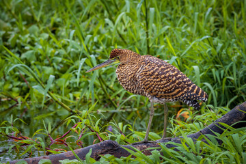 Bare-throated tiger heron (Tigrisoma mexicanum) in Tortuguero National Park (Costa Rica)