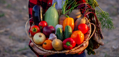 A child holds vegetables in a basket in the garden. Selective focus.