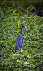 Fototapeta premium Little blue heron (Egretta caerulea) in Tortuguero National Park (Costa Rica)