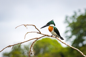 Ringed kingfisher (Megaceryle torquata) in Tortuguero National Park (Costa Rica)